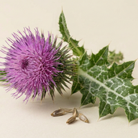 Milk Thistle